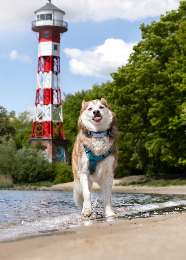 Husky-Hündin Ashanti läuft fröhlich am Strand, Wellen im Hintergrund