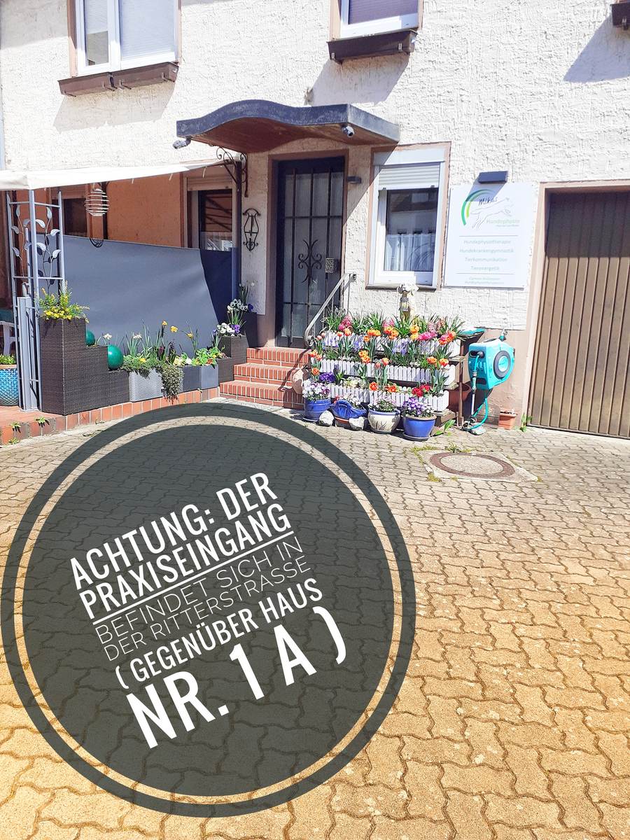 Praxiseingang von Mikas Hundephysio in der Ritterstraße, gegenüber Haus Nr. 1 A, mit Blumen und Praxisschild