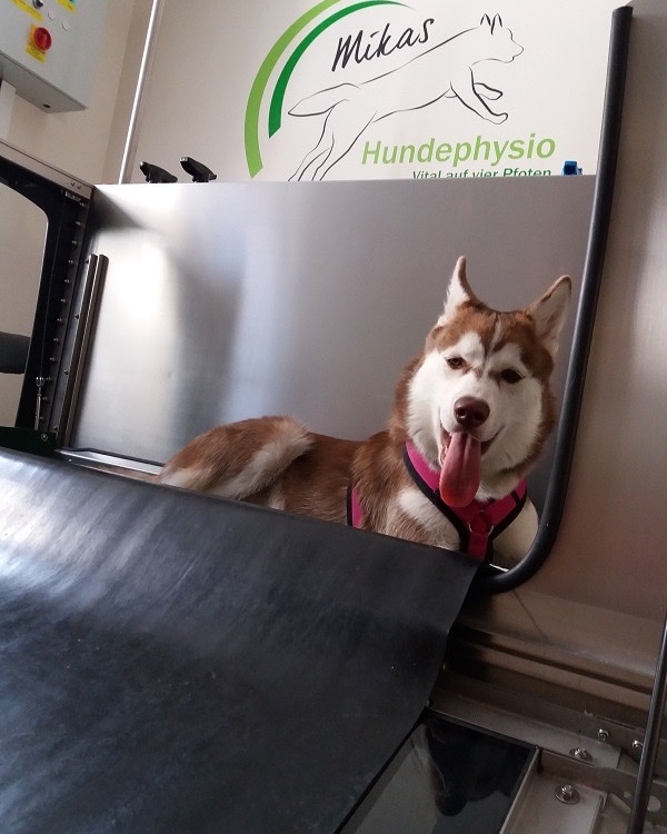 Zufriedener Husky auf dem Unterwasserlaufband in der Praxis Mikas Hundephysio