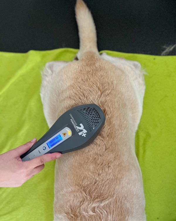 Hund erhält Lasertherapie an der Wirbelsäule auf einer Matte