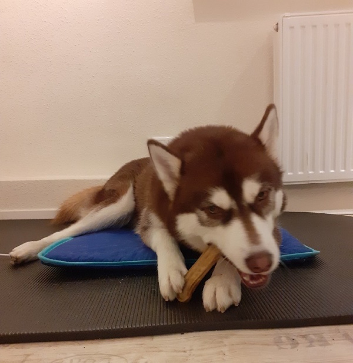 Husky liegt entspannt auf einer Magnetfeldmatte