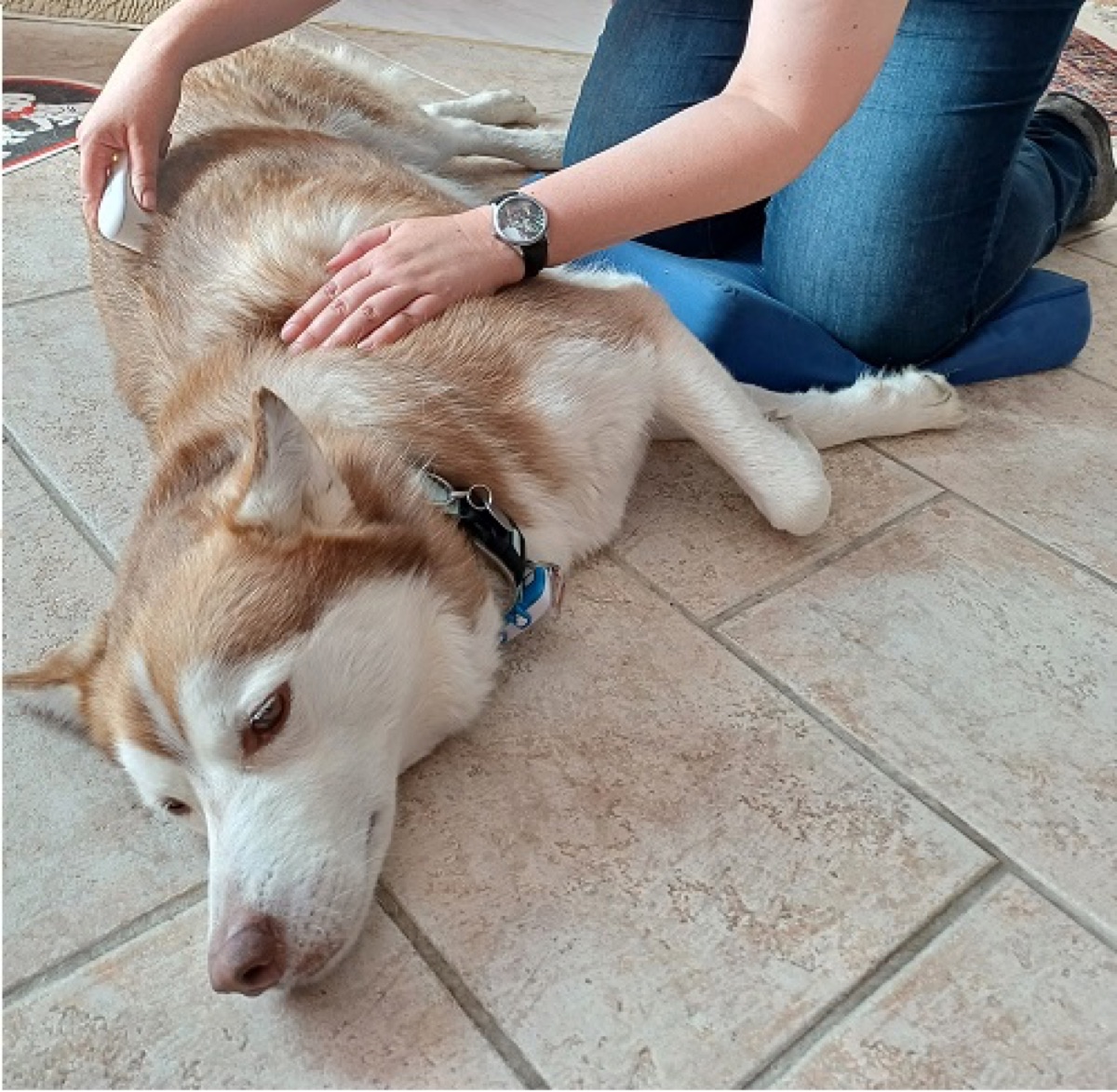 Carmen behandelt einen Husky mit dem Novafon-Vibrationsgerät