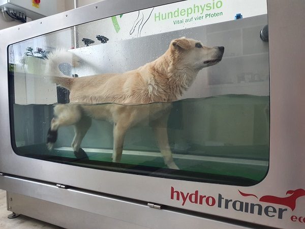 Hund mit Gewichtsbandagen läuft im Unterwasserlaufband