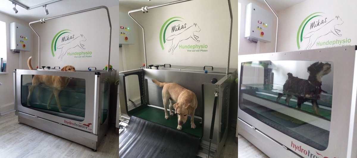 Drei verschiedene Hunde im Unterwasserlaufband: Labrador von der Seite, weiterer Labrador beim Eingang ins Becken, dunkler Hund während der aktiven Phase