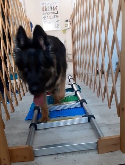 Hund übt Koordination und Balance auf einem Cavaletti im Therapieraum