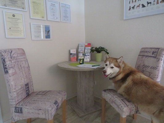 Rot-weißer Husky sitzt im Wartebereich der Praxis bei der Erstaufnahme