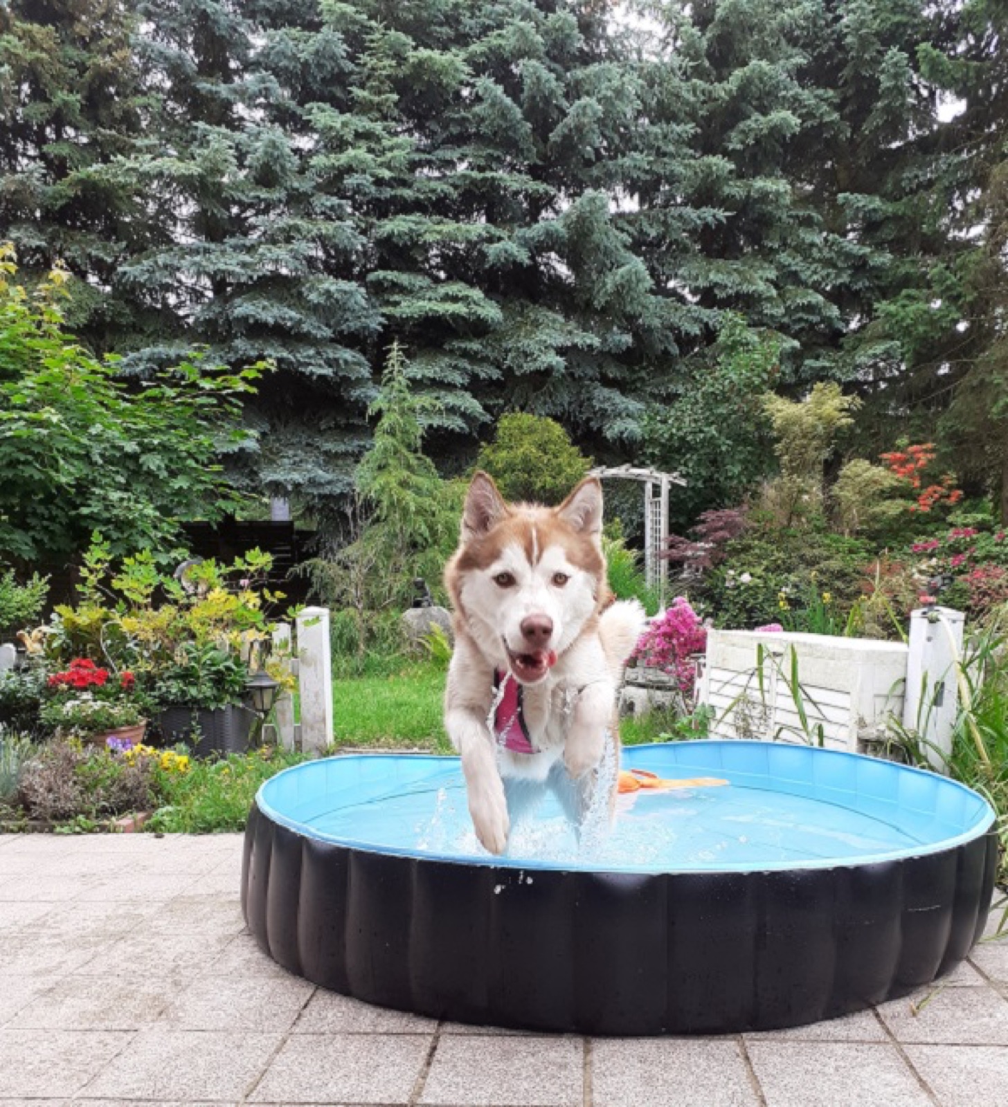 Husky springt spritzend in einen Hundepool