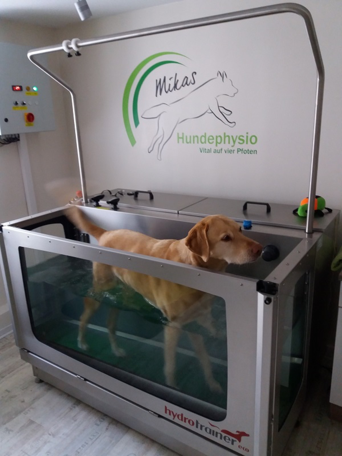 Labrador läuft im gläsernen Unterwasserlaufband der Praxis Mikas Hundephysio Hildesheim